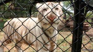 Gignac conoció a su tocayo en el zoológico 0
