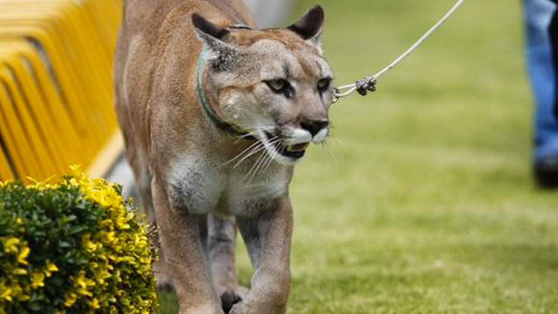 Miztli, emblemática Puma de la UNAM fallece