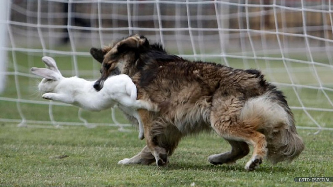 Perro caza conejo en pleno partido del futbol de Chile