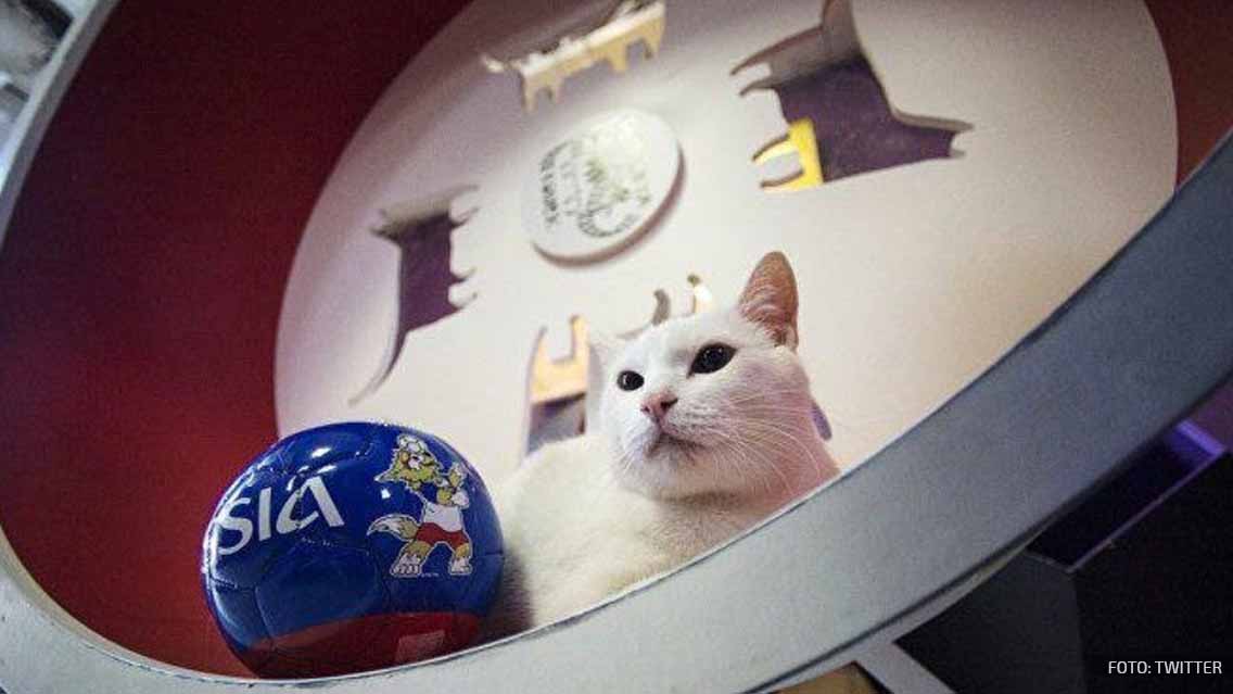 Aquiles, el gato pronosticador oficial de Rusia 2018