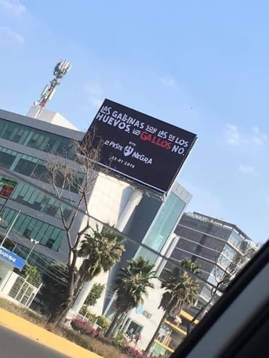 Las gallinas son las de los huevos, los Gallos no.