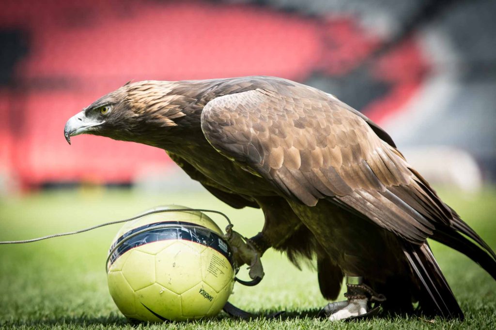 Celeste, Águila del América, se lesiona