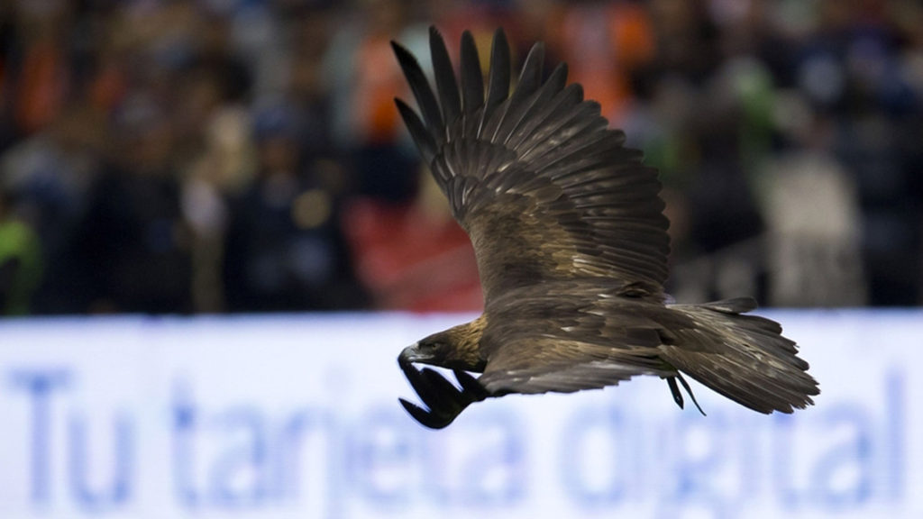 Celeste, Águila del América, se lesiona