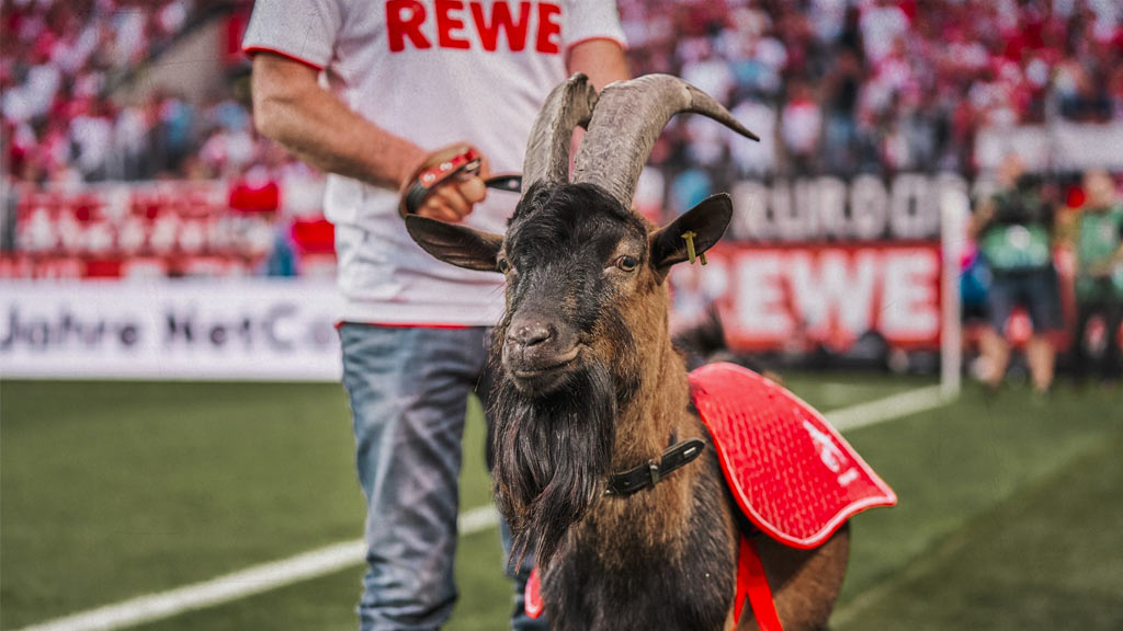 FC Colonia de Bundesliga, ¿Por qué la cabra es su mascota?