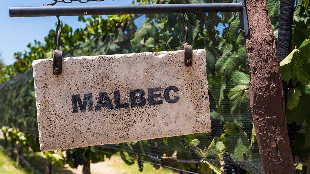 Malbec, la uva más famosa e icónica de Argentina 1