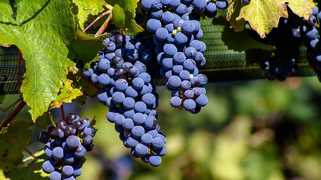 Malbec, la uva más famosa e icónica de Argentina 0