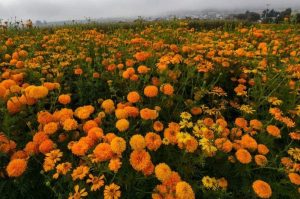Cempasúchil: ¿Cuando inicia la temporada de las flores en México?